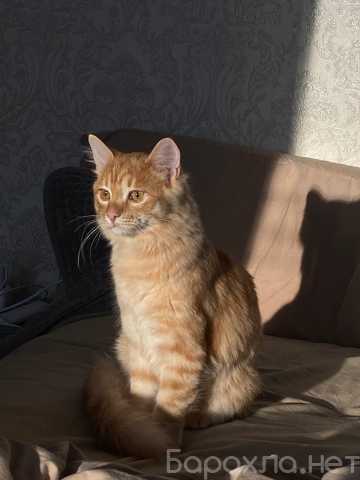 Отдам даром: котенка