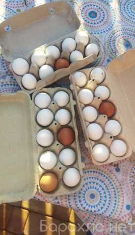 Продам: Домашние яйца