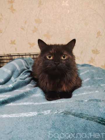 Отдам даром: кошечку Юту
