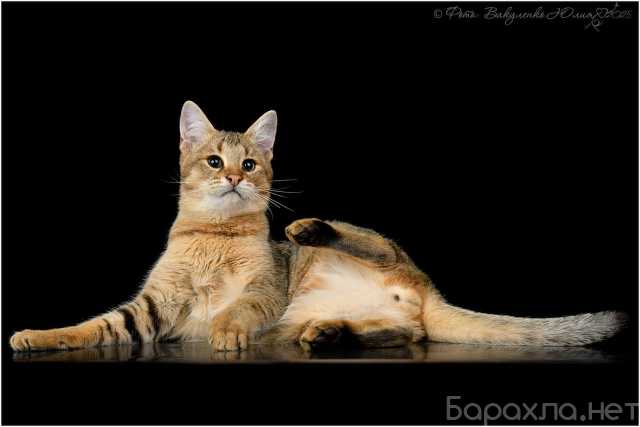 Продам: Чаузи котенок