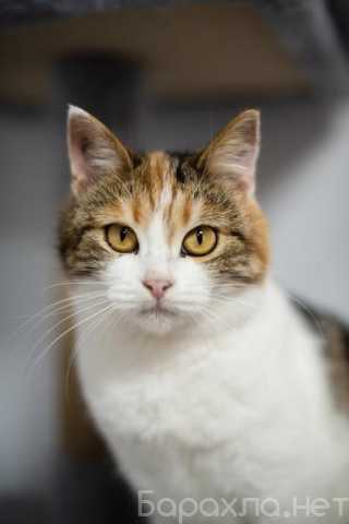 Отдам даром: Необычная красавица Летти в добрые руки