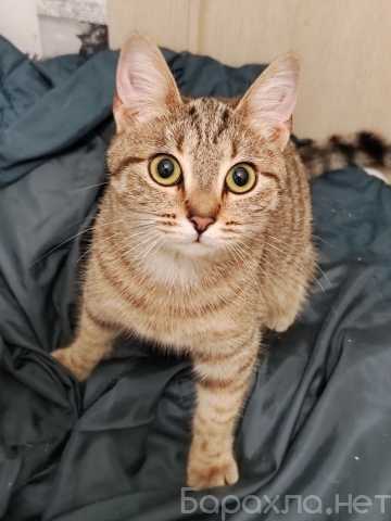 Отдам даром: котенка-подростка Бусю