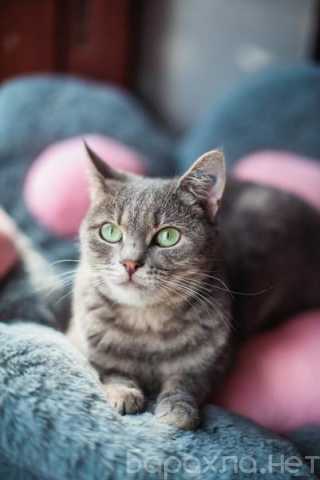 Отдам даром: Нежная и ласковая Зоя ищет свою семью