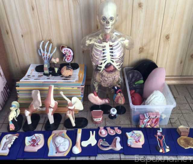 Продам: Набор Тело человека от Deagostini