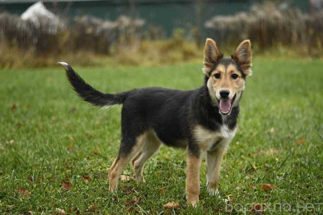 Отдам даром: Щенок Альфа ищет дом!