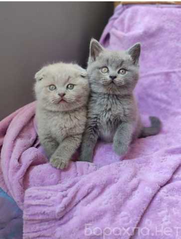 Продам: шотландцы британцы (Вотсапп 79267033067)