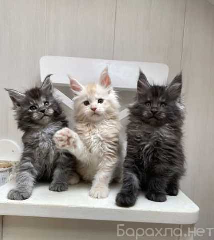 Продам: мейн кун (WhatsApp +79267033067)