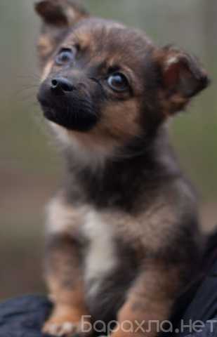 Отдам даром: Крохи-щенки — вырастут маленькими