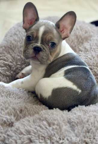 Отдам даром: щенка французского бульдога — 3 месяца!
