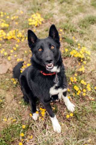 Отдам даром: Пес Сева ищет дом!