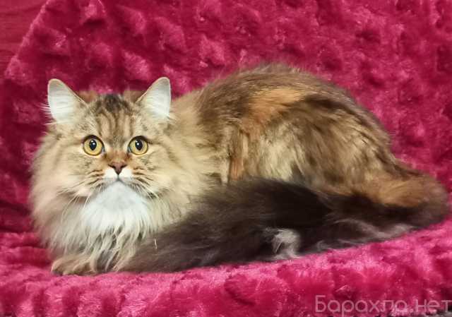 Продам: Шотландские котята-подростки из питомник