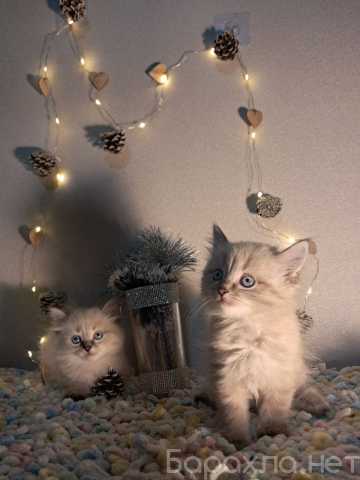 Продам: Котята невско маскарадные
