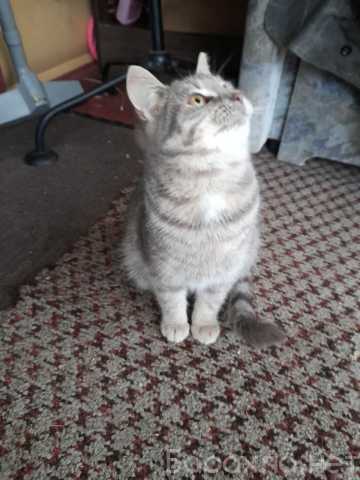 Отдам даром: Люся