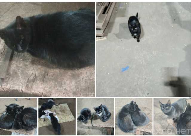 Продам: Котята с предпортовой