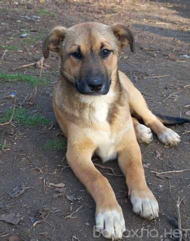 Отдам даром: Щенок. Девочка. 5 месяцев