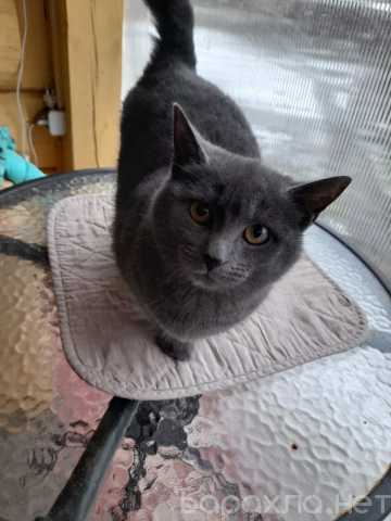 Отдам даром: Берта