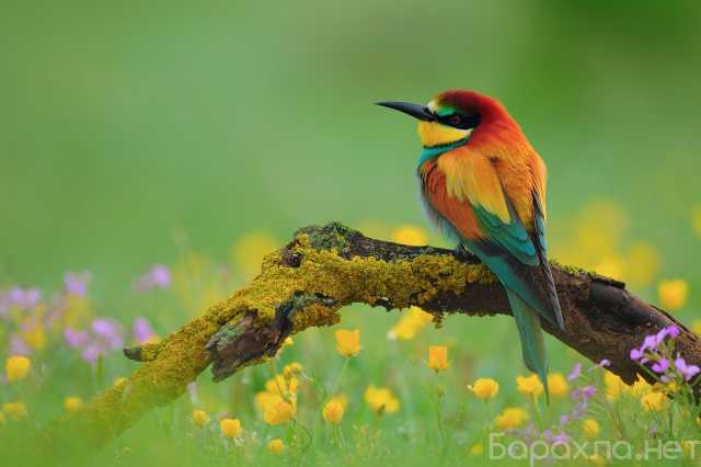 Продам: Картины