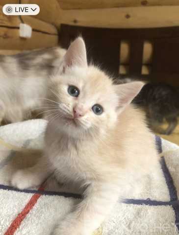 Продам: ПОДАРОК к НОВОМУ ГОДУ для всей СЕМЬИ