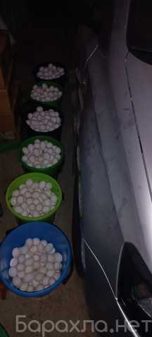 Продам: Яйца куриные пищевые домашние