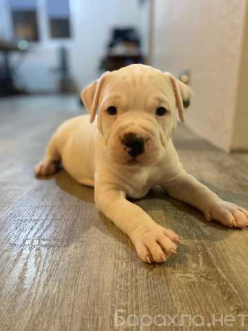 Продам: Щенки Американского питбультерьера