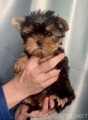Продам: Щенки йоркширского терьера мини