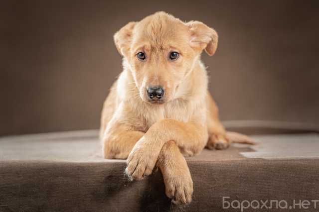 Отдам даром: щенок-девочка Молли