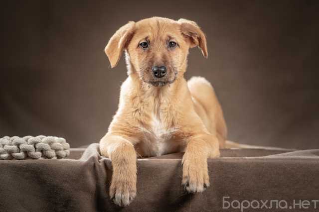 Продам: щенок-девочка Мейси