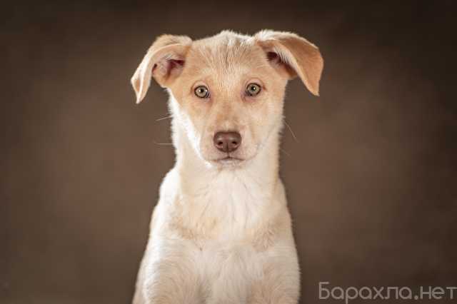 Отдам даром: щенок-девочка Мейбл