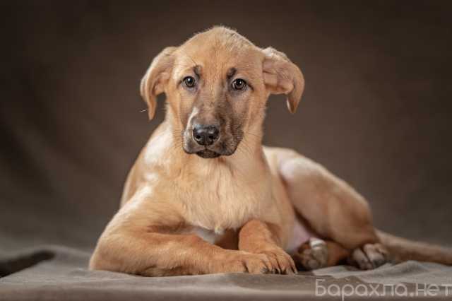 Отдам даром: щенок-девочка Мегги