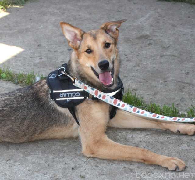 Отдам даром: Молоденькая ласкушечка Ариша ждет родную