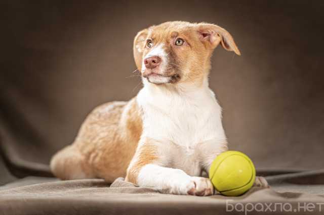 Отдам даром: щенок-мальчик Марсель