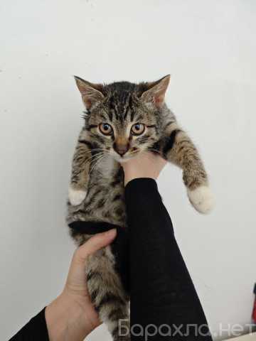 Отдам даром: Ищет дом котенок-подросток Клёпа