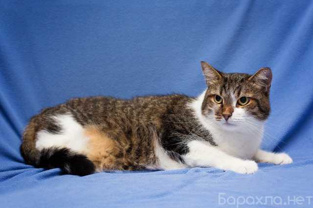 Отдам даром: Добрый, ласковый, домашний котик Семен