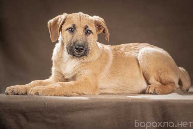 Отдам даром: щенок-мальчик Мачо