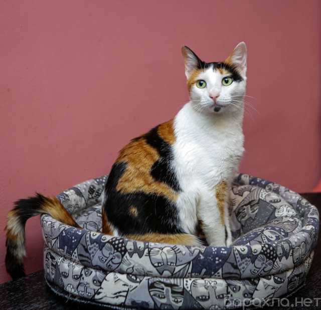 Отдам даром: Кошечка - красотка Шанель в добрые руки!