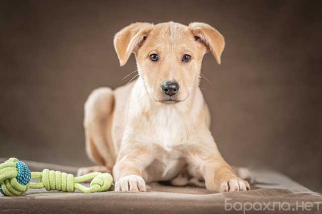 Продам: щенок-мальчик Марли