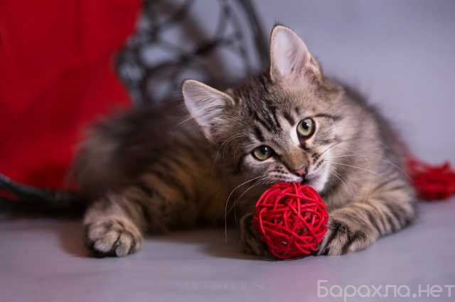 Отдам даром: Красивый котёночек Пупсик в дар