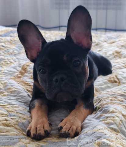 Отдам даром: Отдам щенка