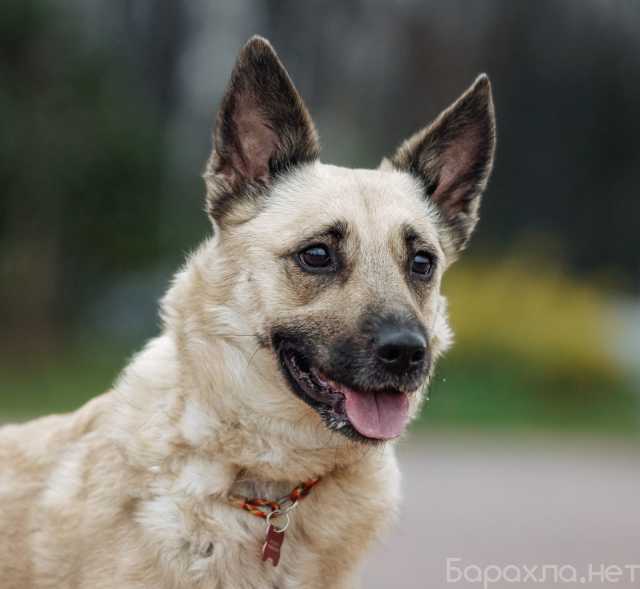 Отдам даром: Милейшая Рада ищет любящий дом