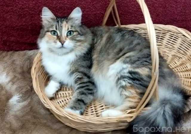 Отдам даром: Трехцветная пушистая Шаня