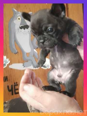 Продам: Животные