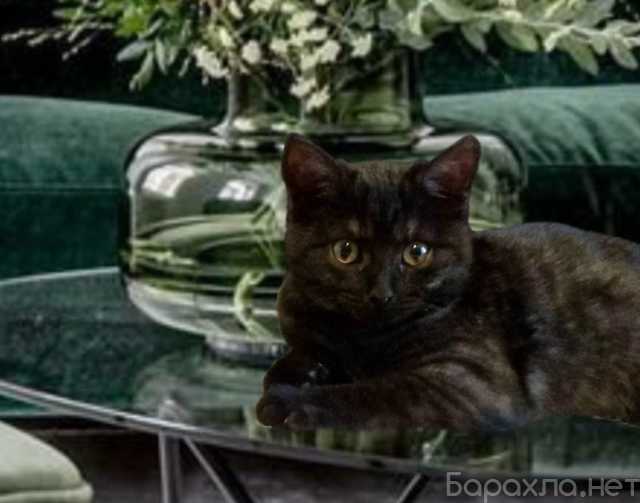 Отдам даром: Котенок девочка ищет дом