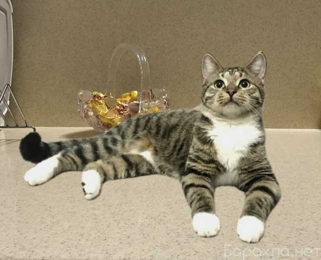 Отдам даром: Котенок подросток Платошка