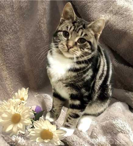 Продам: Котенок мальчик Пушик, 4 месяца