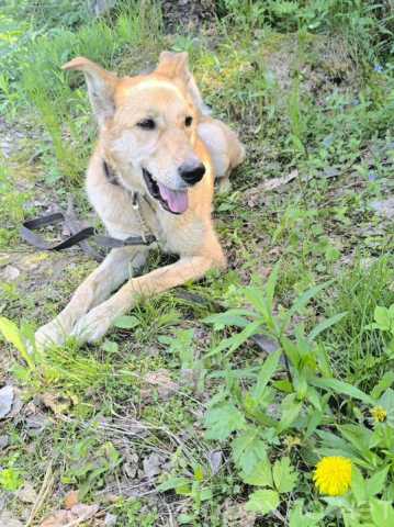 Отдам даром: Собака в добрые руки