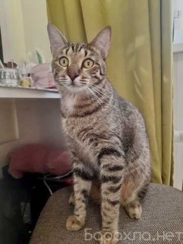 Отдам даром: Кот Борис ждет…