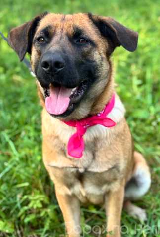 Отдам даром: Рыжая собачка-умница Джина в добрые руки