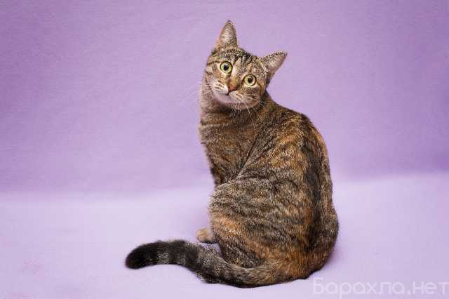 Отдам даром: Разноцветная красавица Линда.Кошка в дар