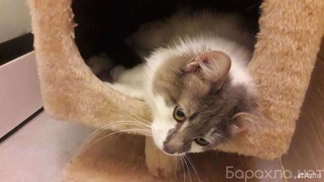 Предложение: Передержка для питомцев