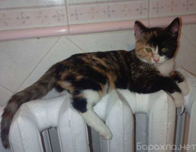 Отдам даром: Трехцветный котенок Умка в добрые руки